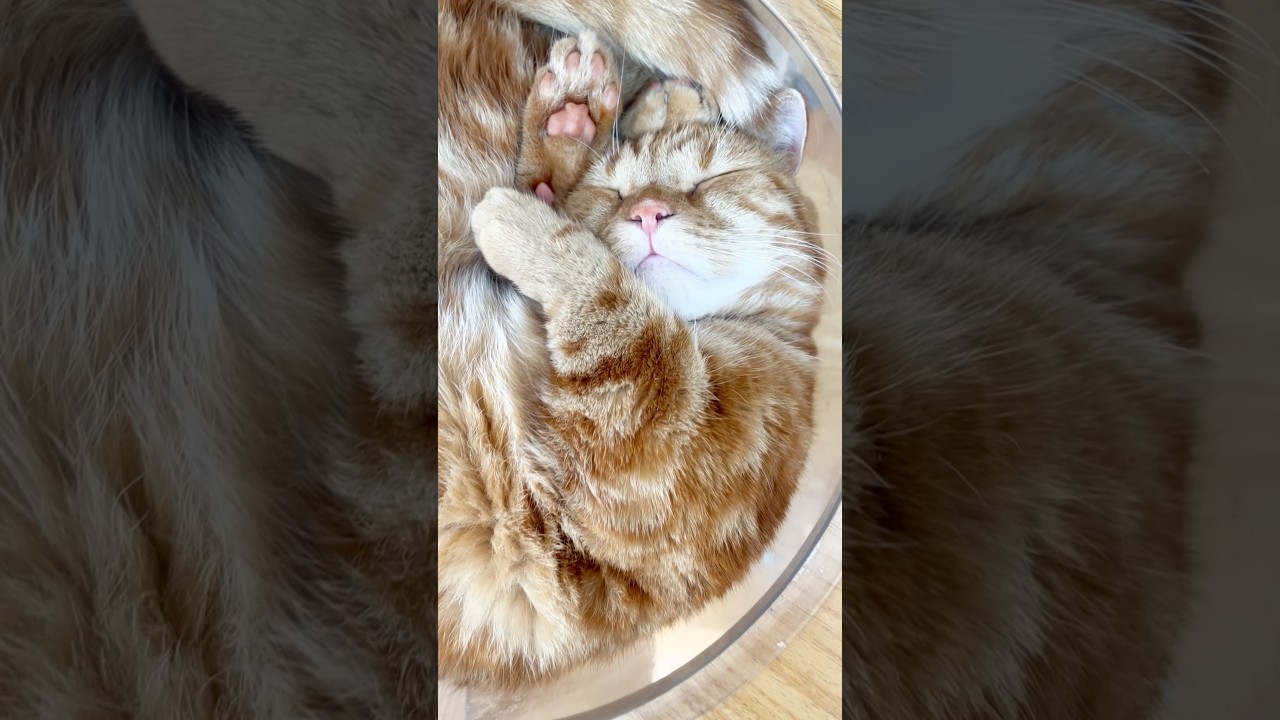 独特な寝相の猫 #マンチカン #shorts