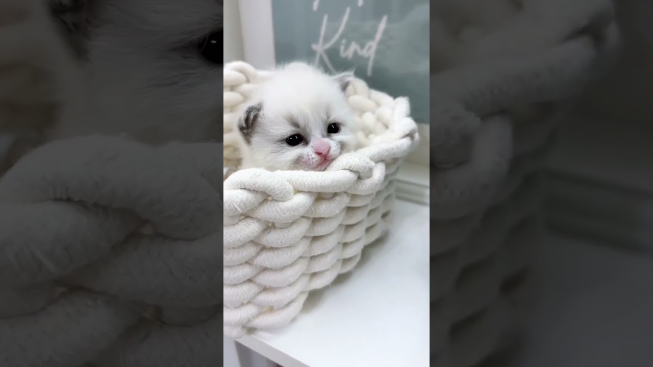 ラグドール お顔立ちも性格も良くて可愛い女の子❤　毛色：シールポイントバイカラー