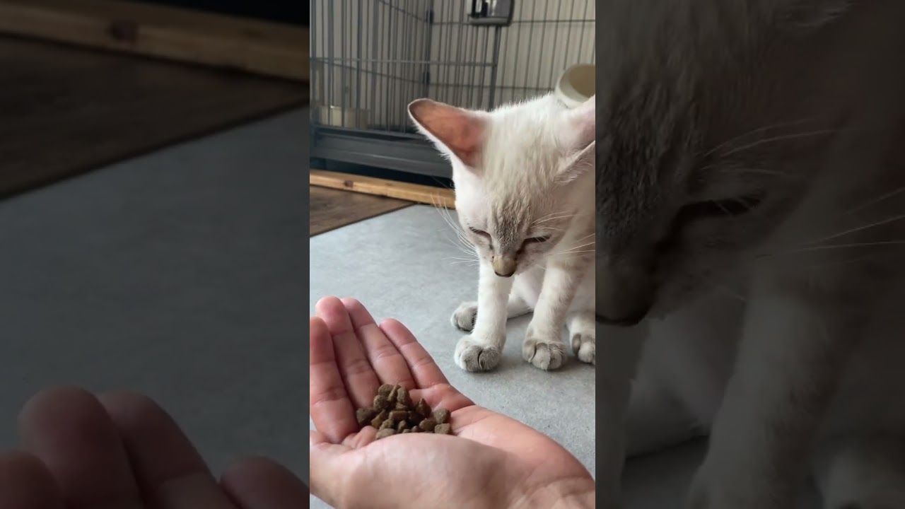 もぐもぐするレイ　#元保護猫　#シャムトラ　#シャムミックス　#cat #猫耳 #kitten #シャムmix  #子猫 #猫耳
