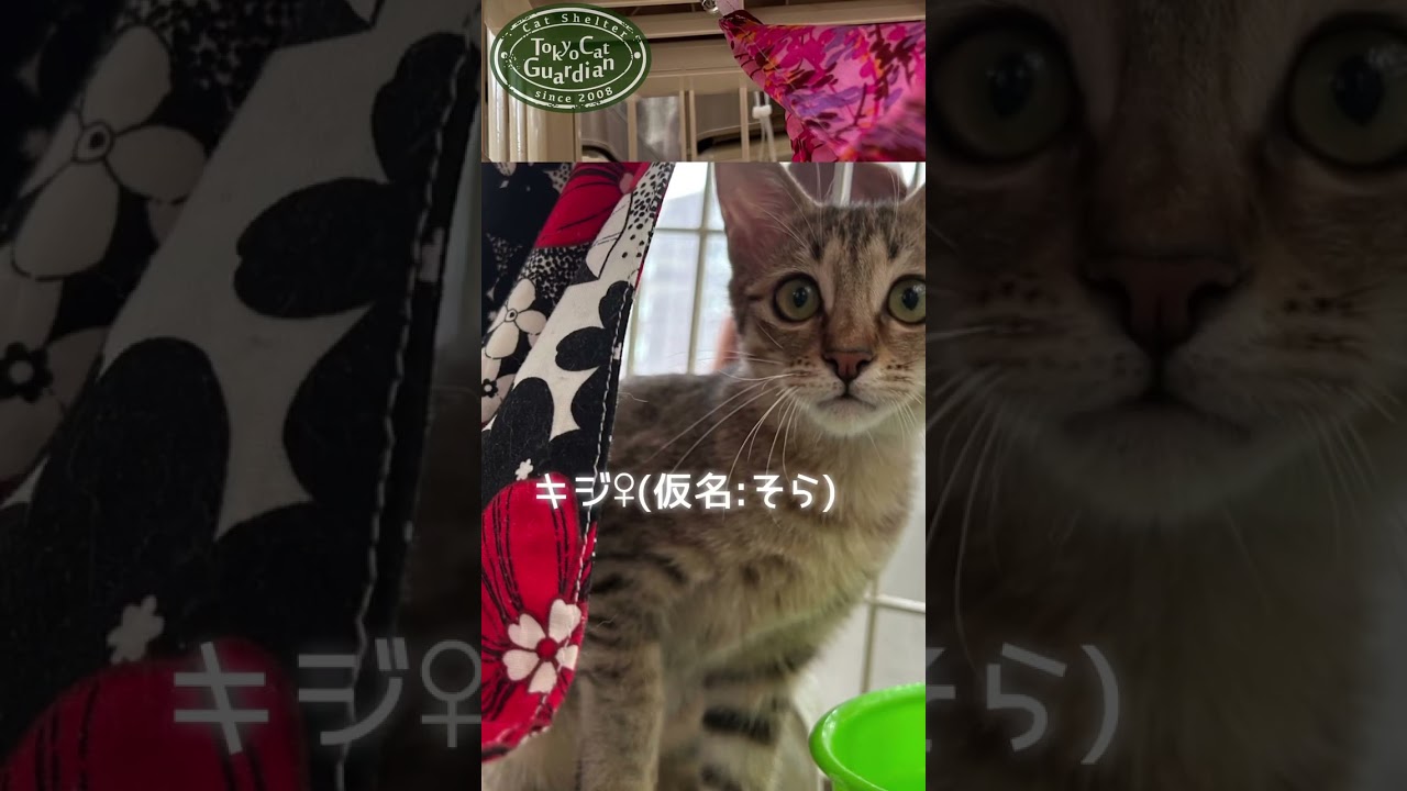 保護猫カフェにいる子猫たち #保護猫 #shorts