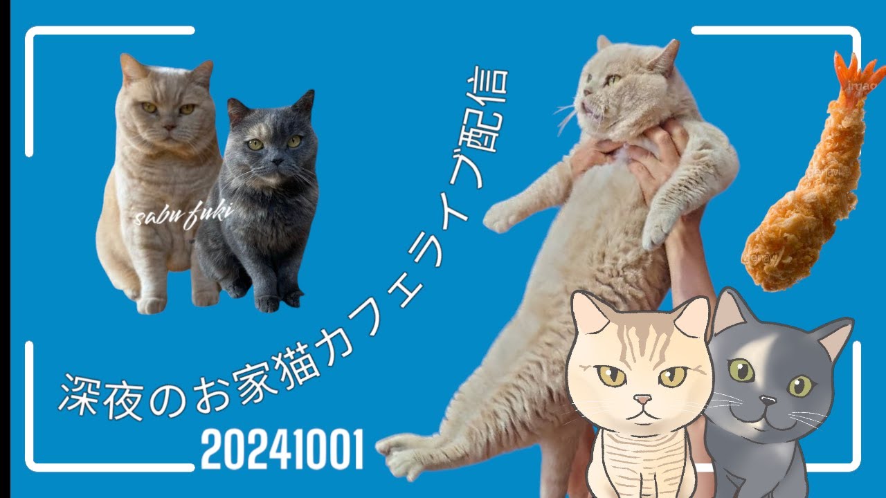 深夜のお家猫カフェライブ配信　１９５