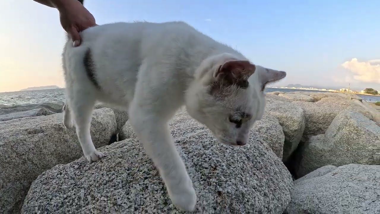 マロ猫の存在に気づかず、シャムミックス猫がひょっこりと現れた結果…