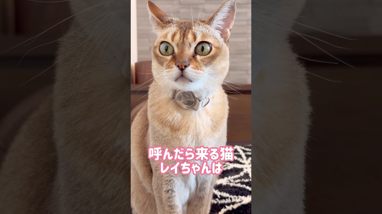 飼い主にくっついて毛づくろいするレイちゃん #シンガプーラ #cat #shortsfeed