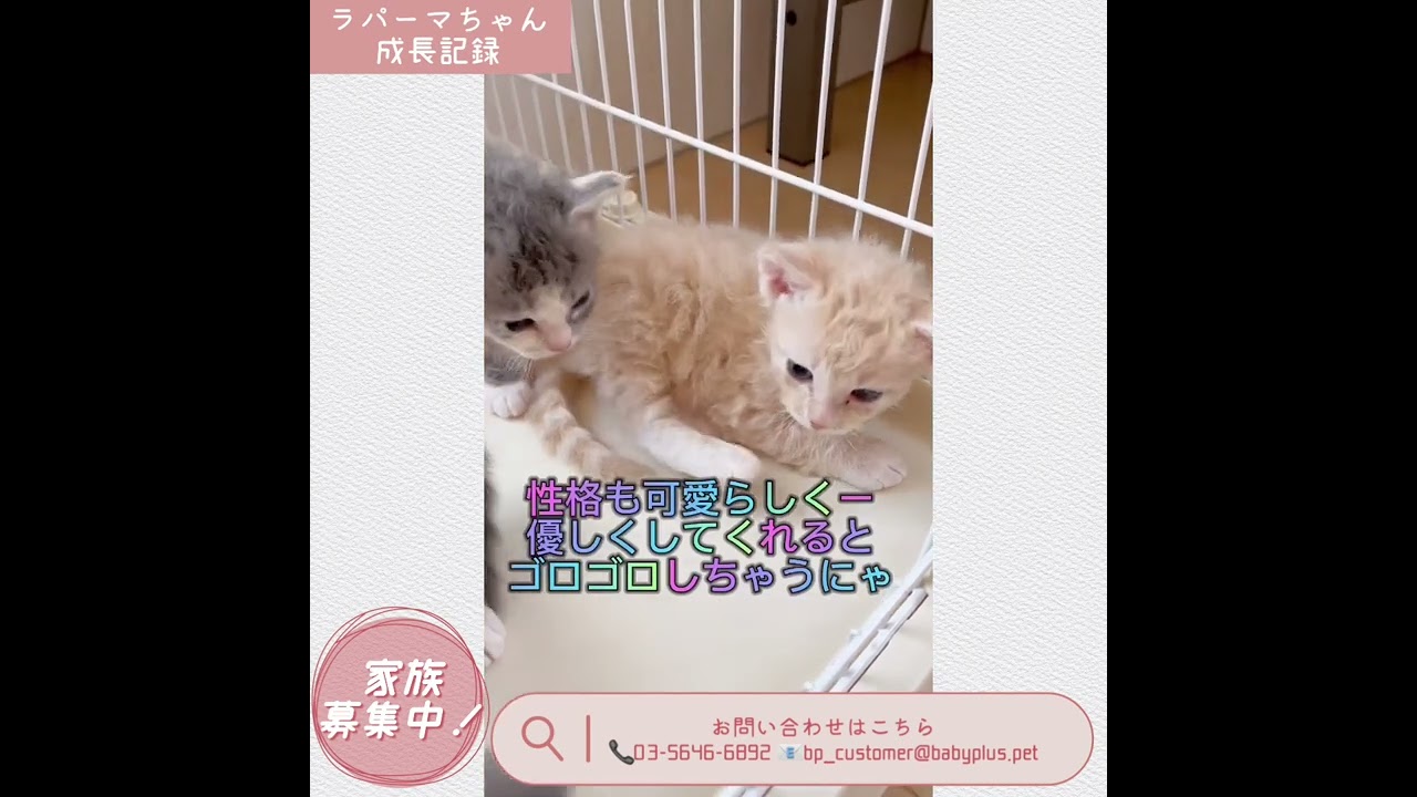 【ラパーマ】ベビーちゃん成長記録☆【男の子】