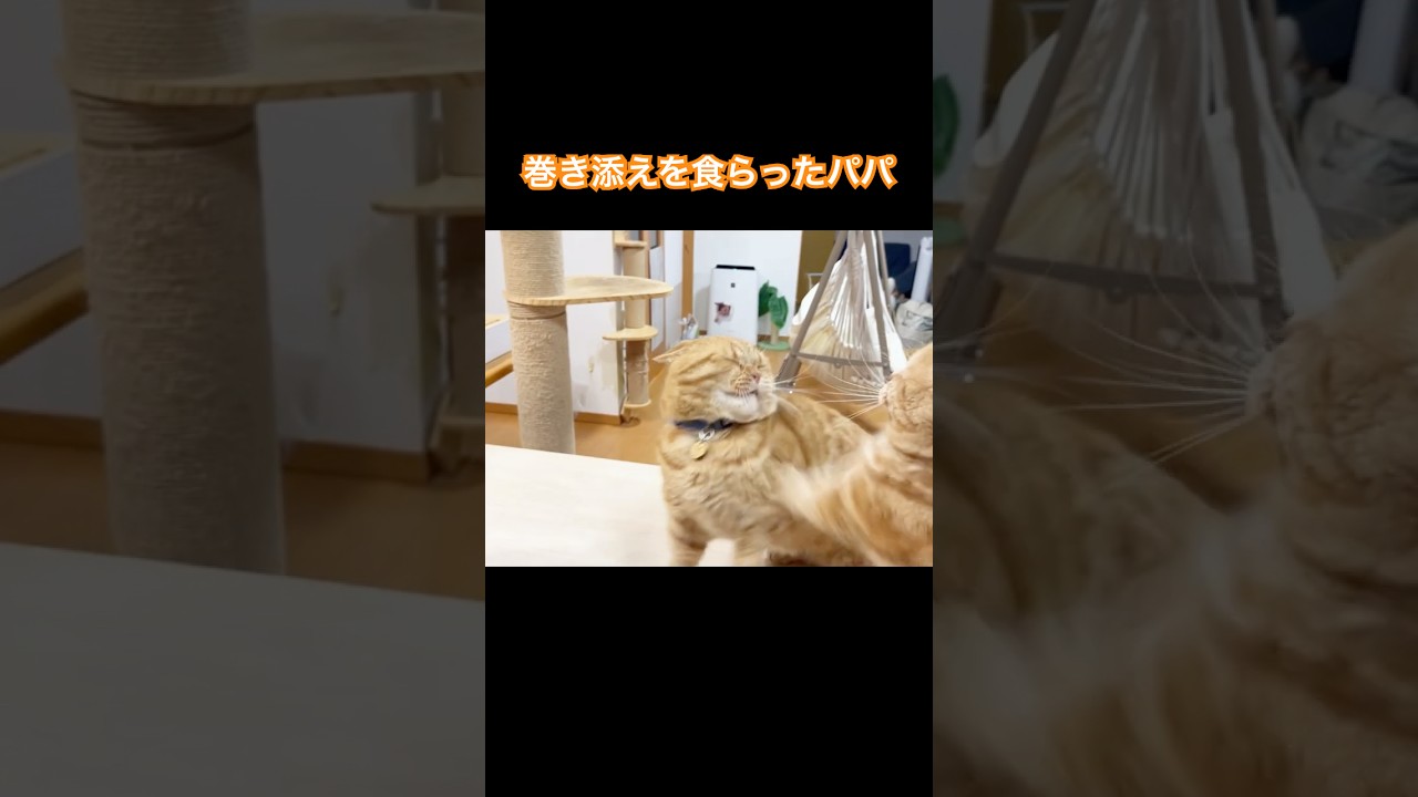 息子たちの喧嘩の巻き添えを食らったパパ #猫 #マンチカン #shorts