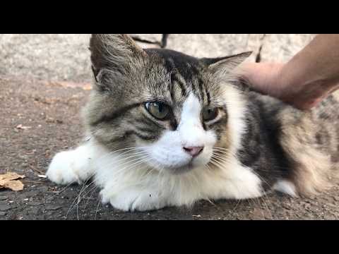 長毛種コラボ？穏やかに甘えるゴージャスな猫達ノルウェージャンフォレストキャットとセルカークレックス