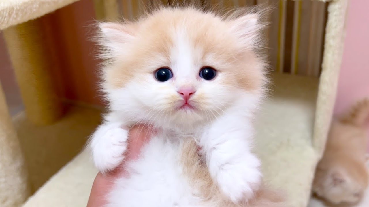 【マンチカンの子猫】順調に可愛くモフモフになっていく子猫達の件 ～猫のいる生活Vol.1023～出産動画 マンチカン短足・ミヌエット・ペルシャ猫専門ブリーダー『ペット蔵人』【子猫の成長記録】