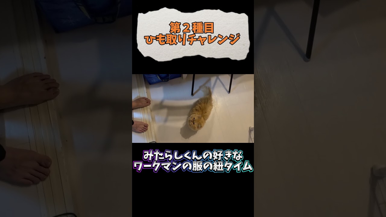 【あずみた】今日のねこ【09/30】#shorts   #cat