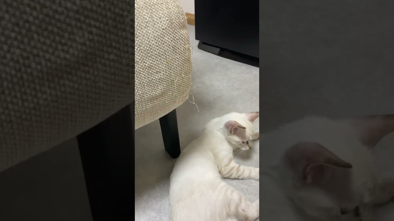 ソファーを破壊する猫　#元保護猫　#シャムトラ　#シャムミックス　#cat #猫耳 #kitten #シャムmix  #子猫 #猫耳