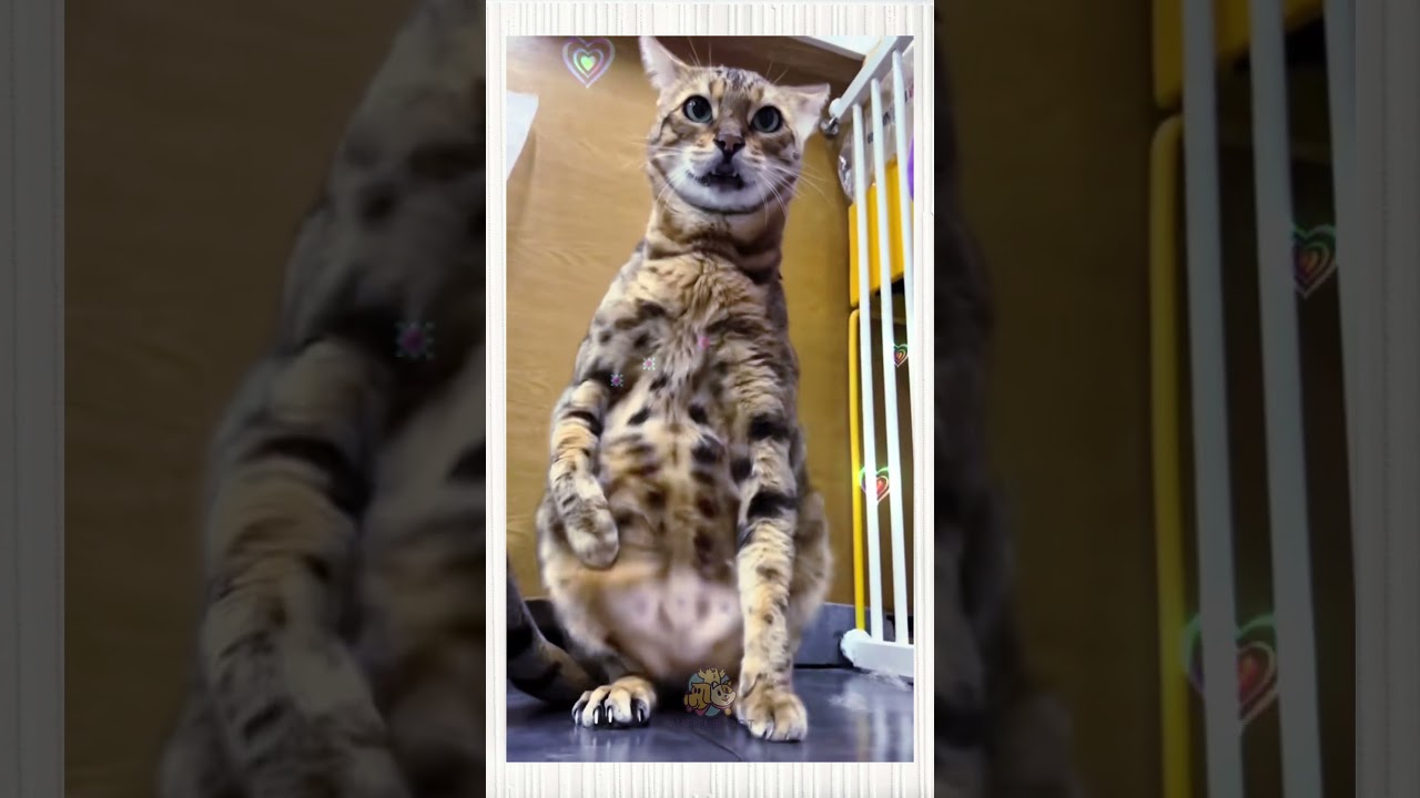 Funny Animal / 101 : HUH?? #cat #cats  #pet #dance #pets #animal #cute