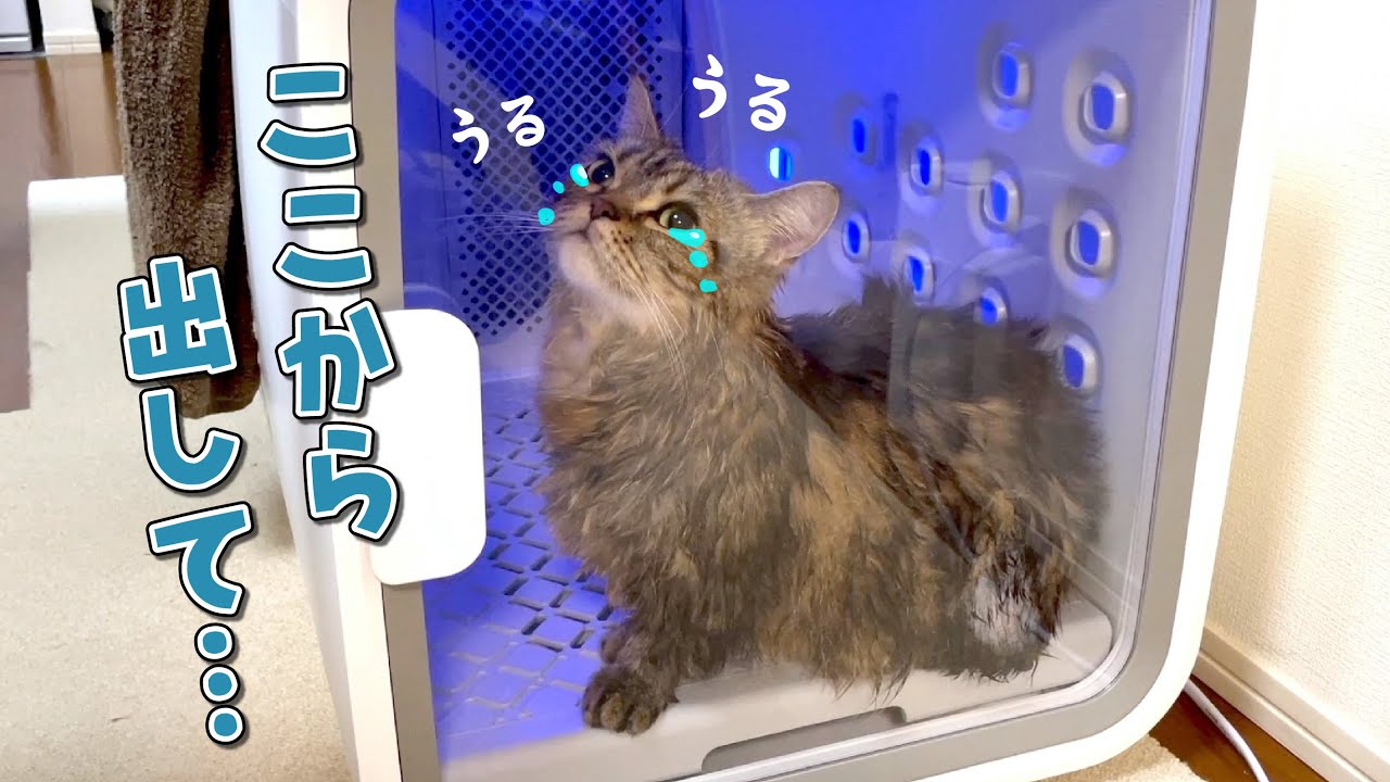 ドライヤーハウスに閉じ込められた猫の必死の訴えが可愛すぎました…