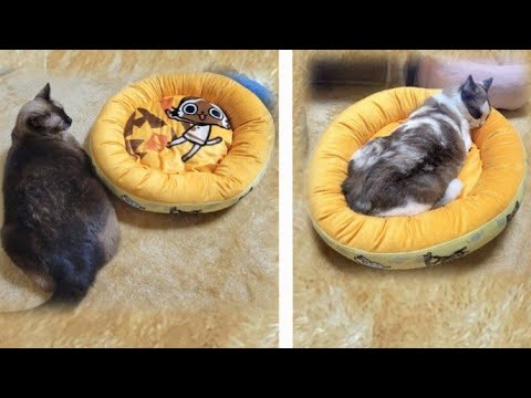 シャムエにシャム猫柄のベッドを贈呈したら隙見て先に利用するペポ🤭