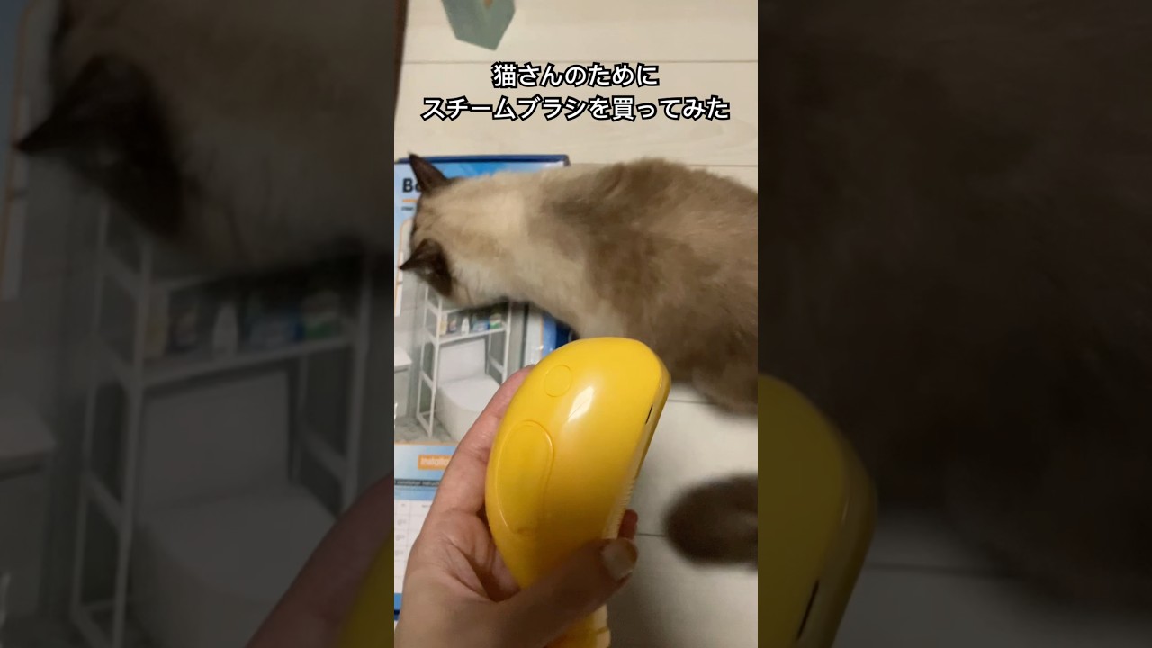 たぬきに似た猫のためにスチームブラシを買ってみた #ragdolls #cats #brushing #shorts #ラグドール #スチーム #ブラッシング #ショート