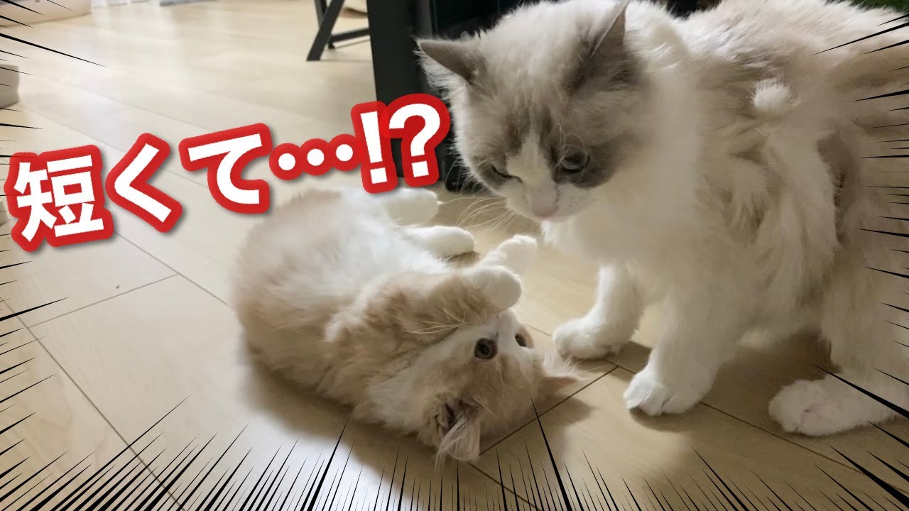 子猫同士のじゃれあいが可愛すぎるので見てってください