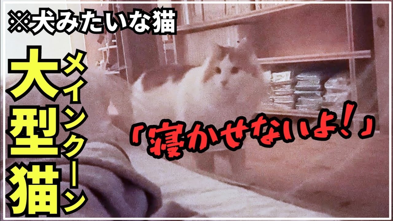 夜に豹変する大型猫メインクーンに困っています【猫ハラスメント】