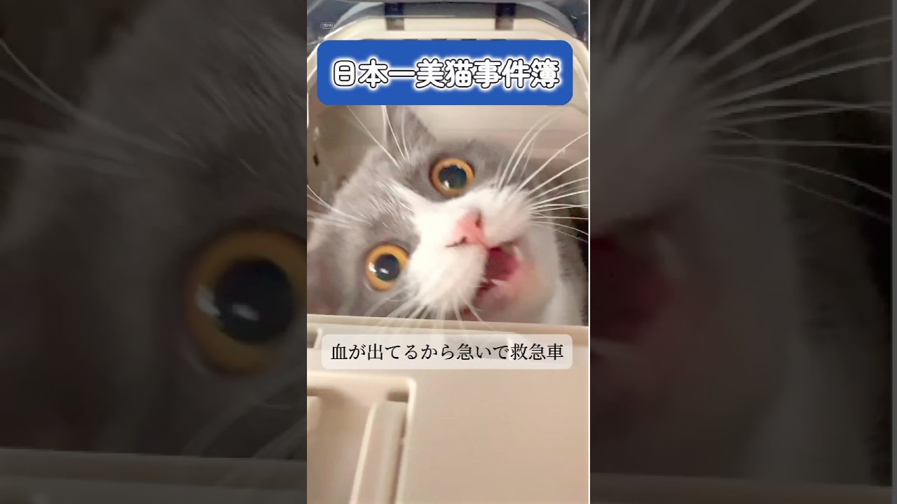 【日本一美猫事件簿🐈‍⬛】頭脳流⚪︎事件#病院 #ペット病院 #獣医. #猫 #かわいい #ブリティッシュショートヘアー #cat #cutecat #kitty #britishshorthair