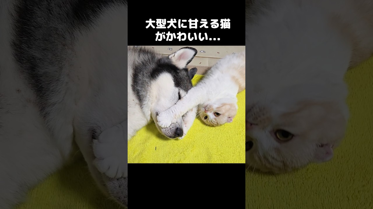 大型犬に甘える猫がかわいい...笑#shorts