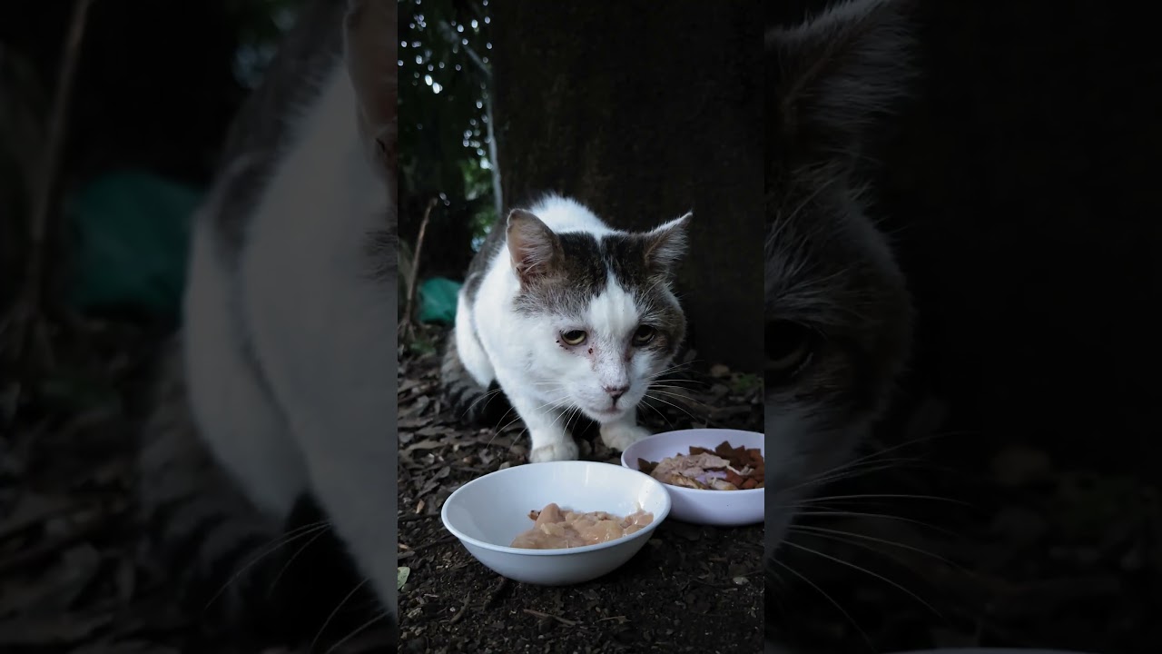 みんなに愛される老猫 ブッチャー  #野良猫 #地域猫 #老猫 #shorts