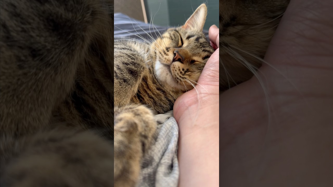 【猫動画】パパに二度寝を誘惑する猫ががこちら!! #shorts