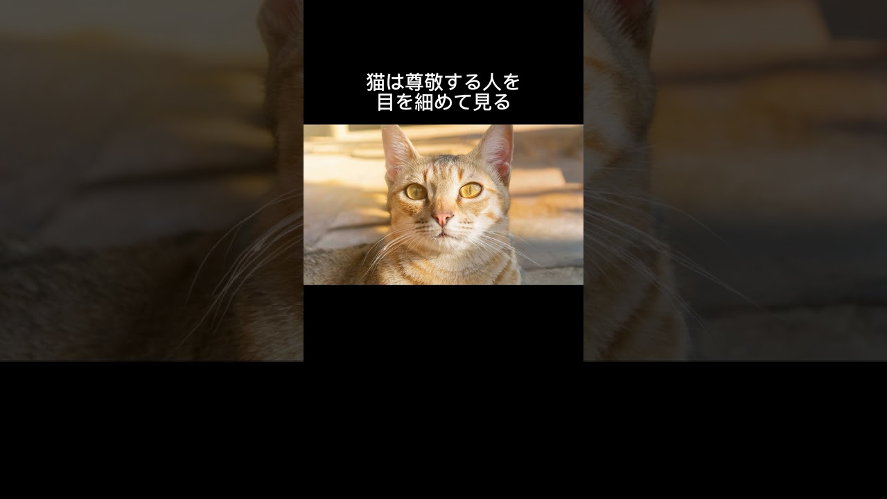 【猫の雑学】尊敬する人に見せる姿　#猫　#雑学　#動物　#shorts