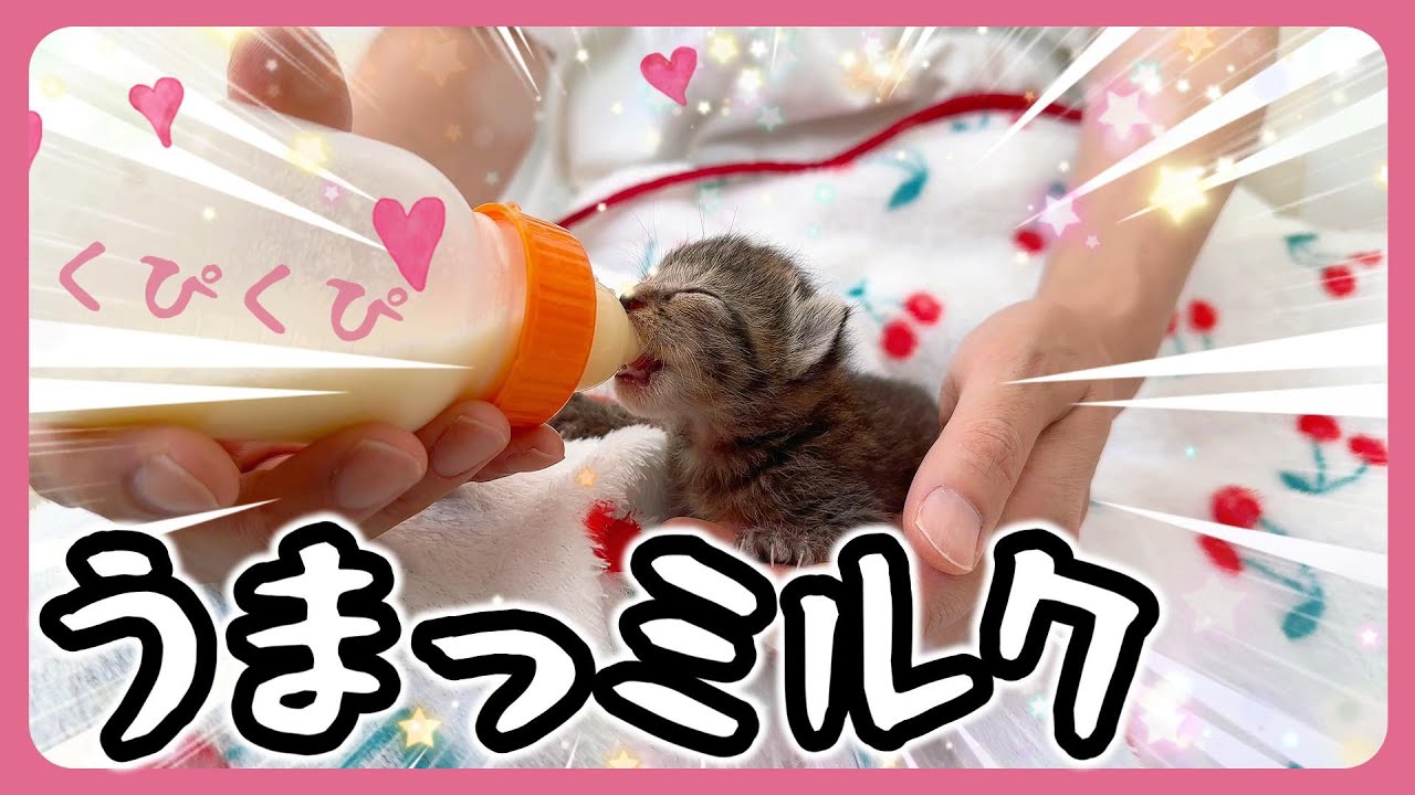子猫のコロコロ～しっぽはぷるぷる～カリッカリッカリッがかわいすぎる【保護猫生活4日目】