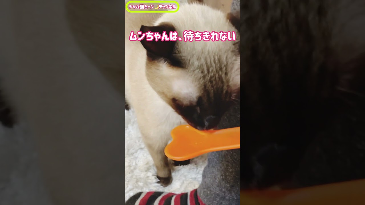 シャム猫ムーン🌙チャンネル・ちゅーるスプーン💗 #siamese #cat #しゃむねこ