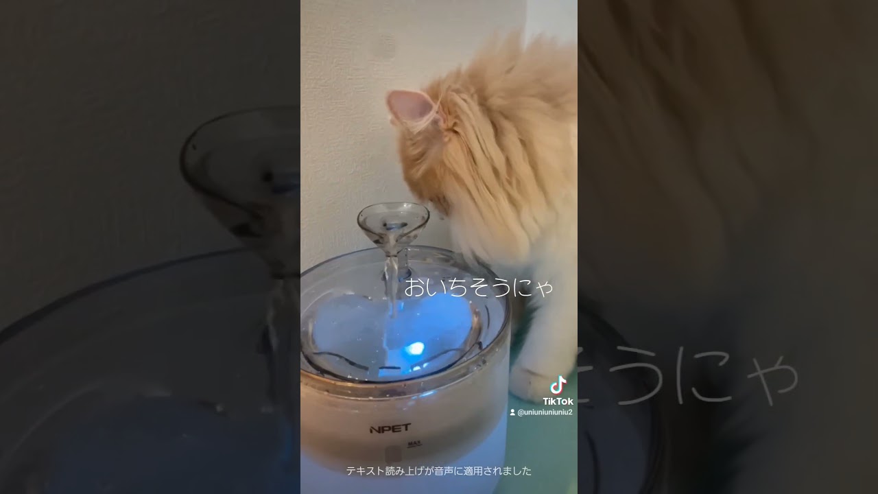 おれの名前はしらたまにゃ！ #ラガマフィン #ほっぺって誰にゃ #猫動画 #癒し
