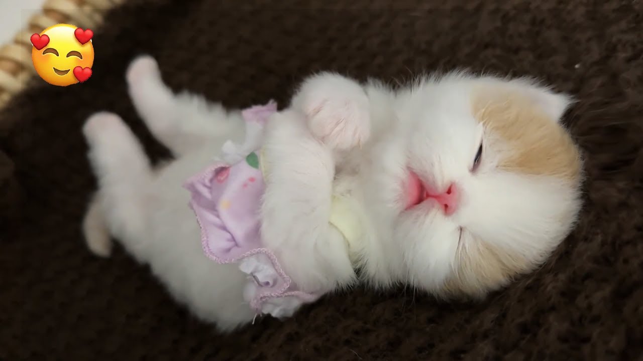 子猫のかわいさで心を癒そう！♥