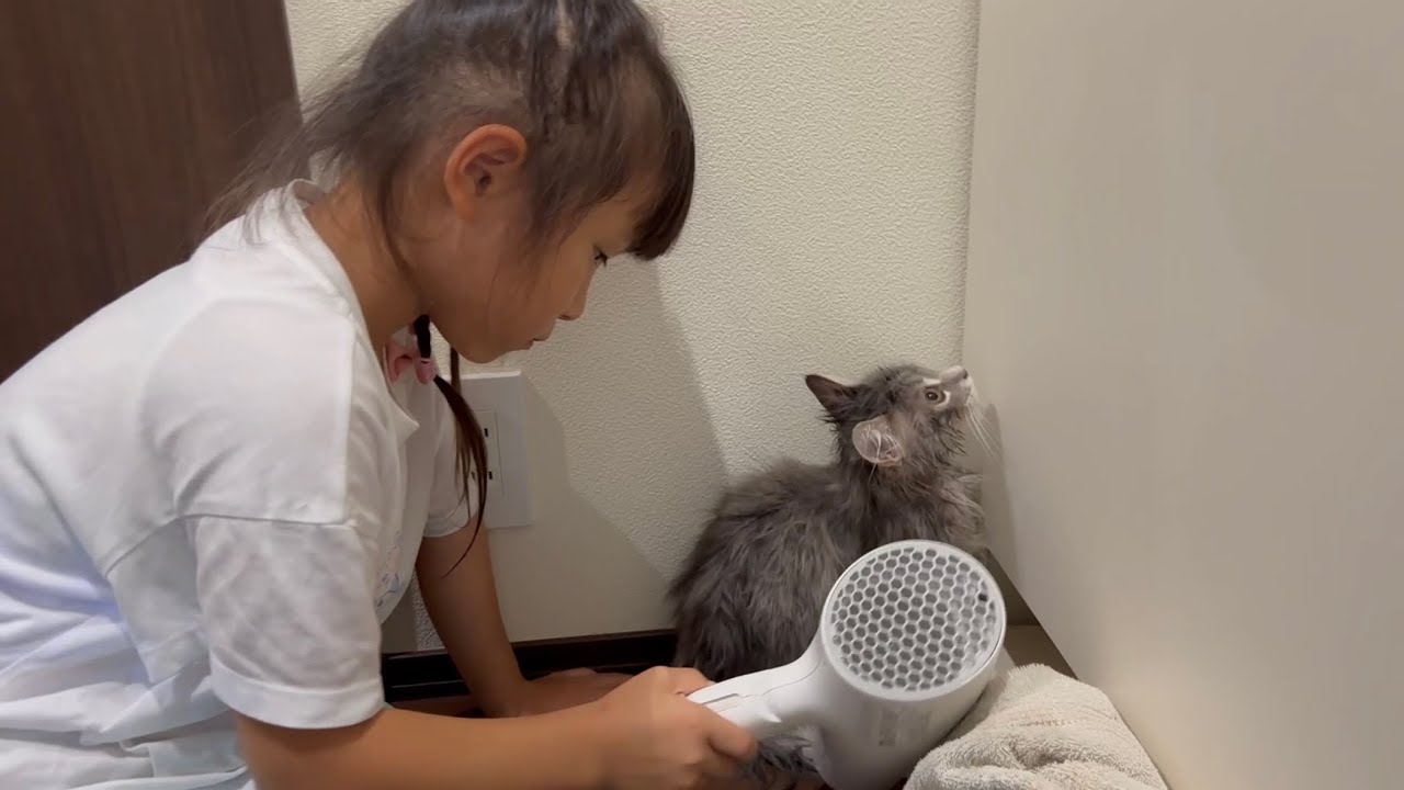 初めてのシャンプーをする猫　サイベリアンA cat getting its first shampoo. Siberian