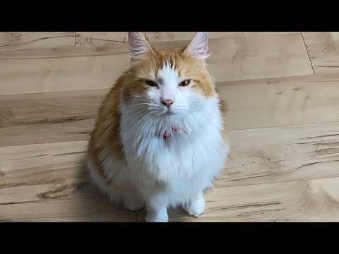 朝の猫タイム！【マリー（メインクーン）】