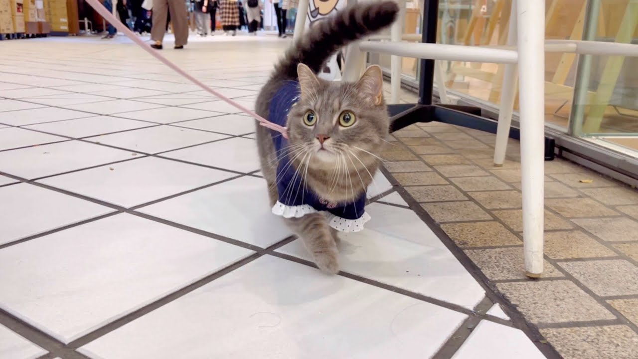 猫と久しぶりにお散歩に来たら...