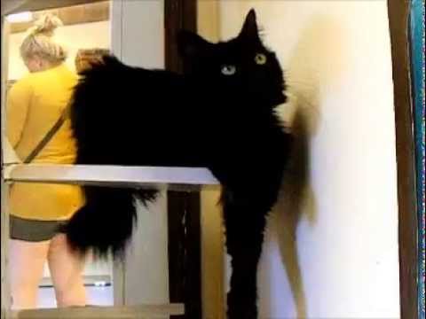 Ava, the adventurous with a Manx tail!
