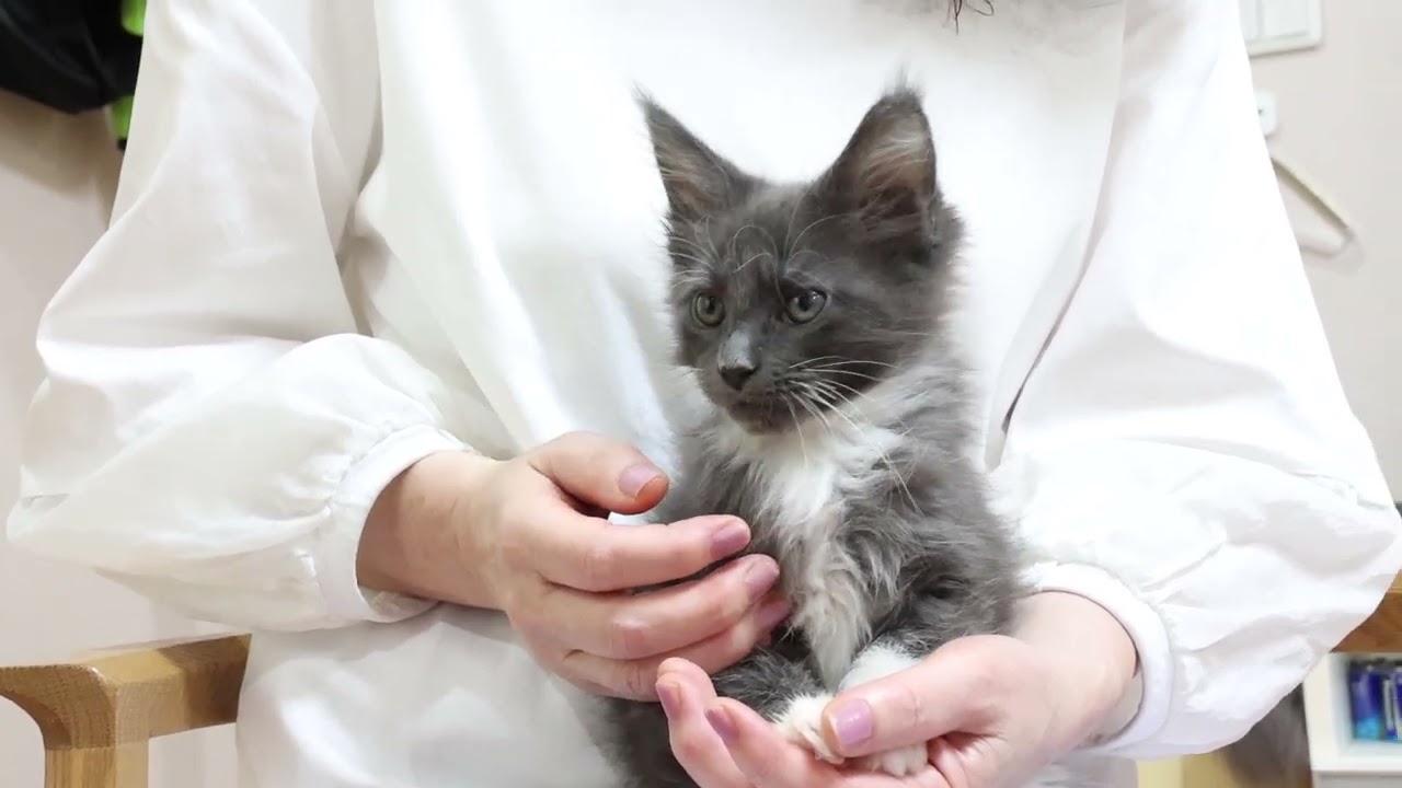 メインクーン子猫の蕾紫ちゃんお渡し