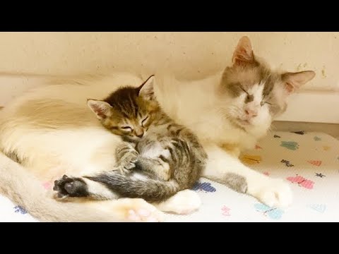 本当の親子のような子猫と保護猫