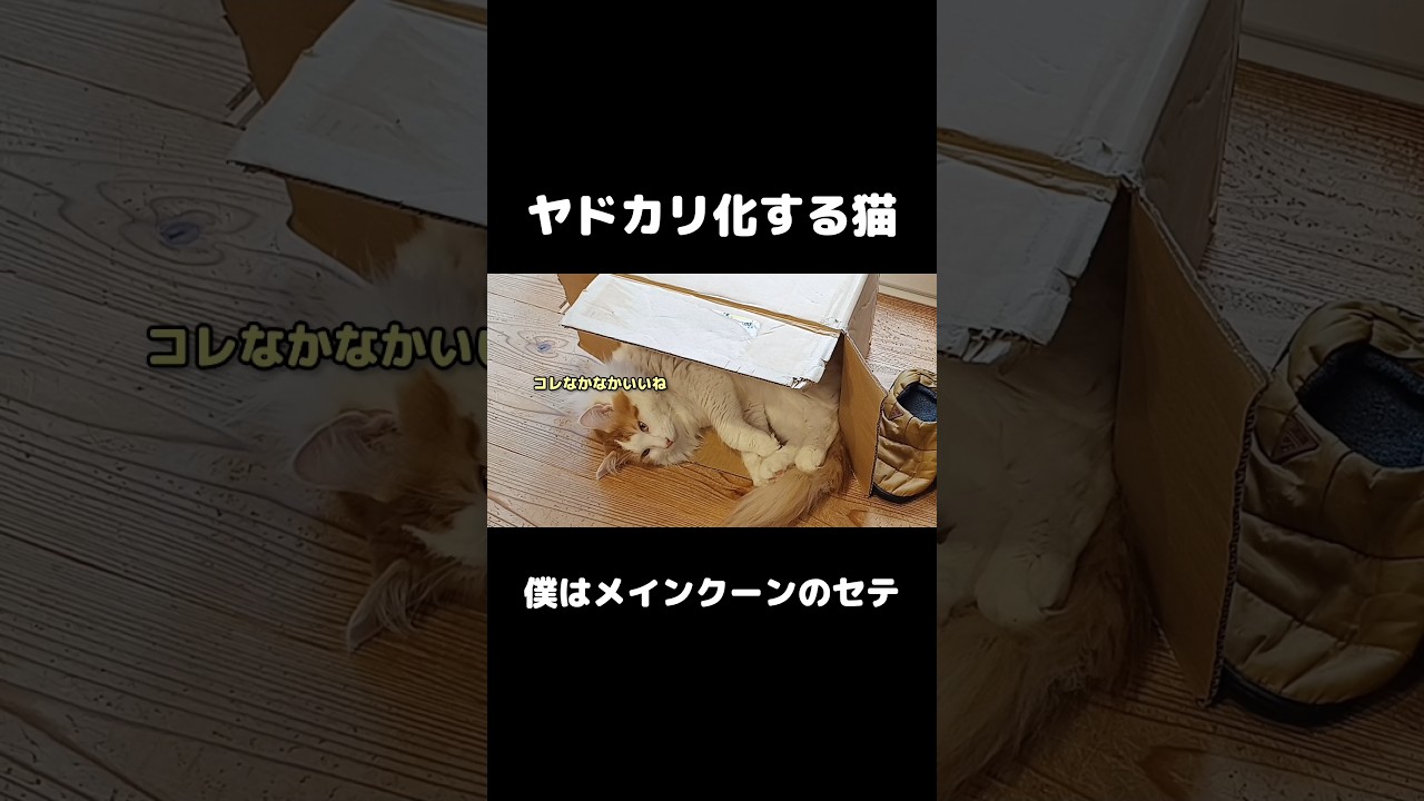 ヤドカリ化する猫  #猫のいる暮らし  #メインクーン #ねこ #mainecoon #癒し #ネコハラ
