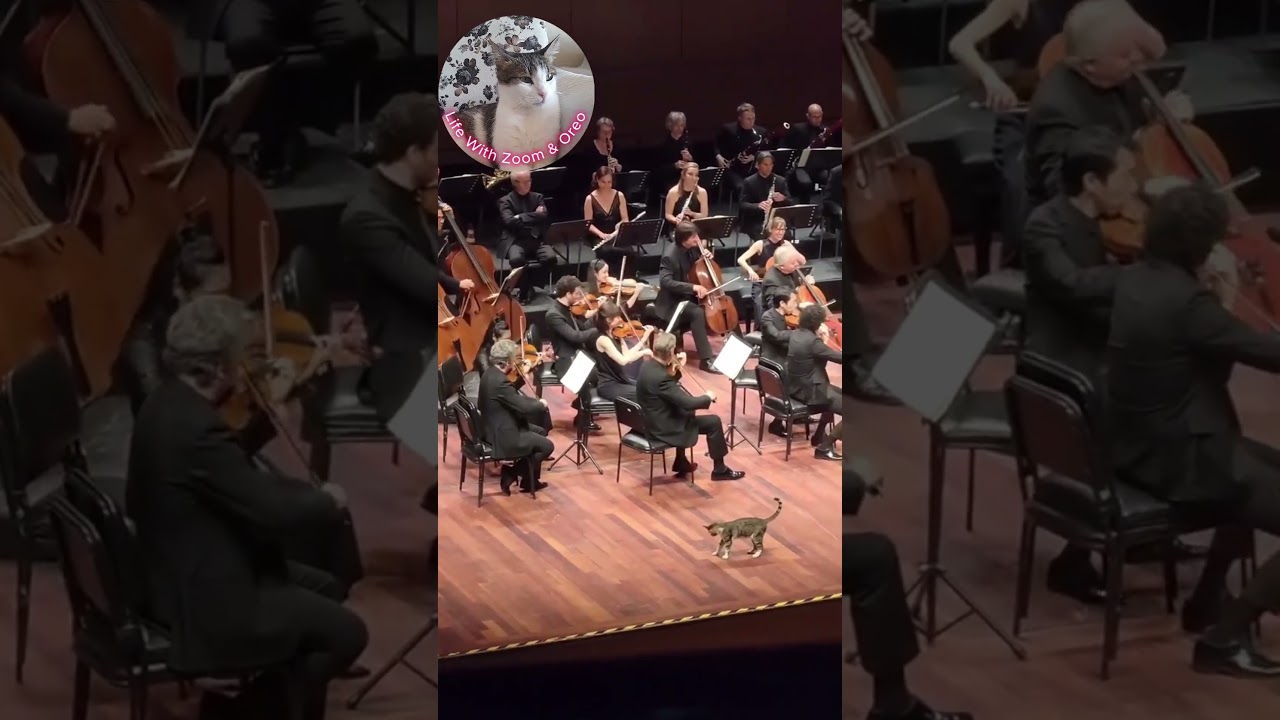 Zoom Watches Funny Cat Videos with You 🍿🐈 Part 5