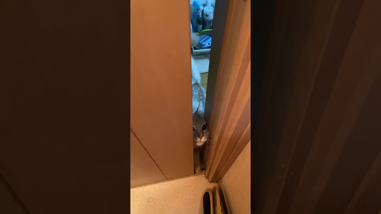 トイレにまで付いてくる猫#shorts #猫#ソマリ