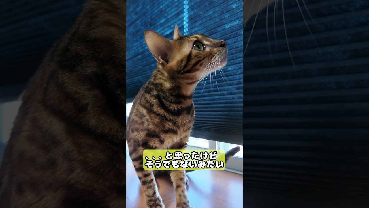 【猫】2024年9月29日 #cat #kawaii #ベンガル #猫のいる暮らし