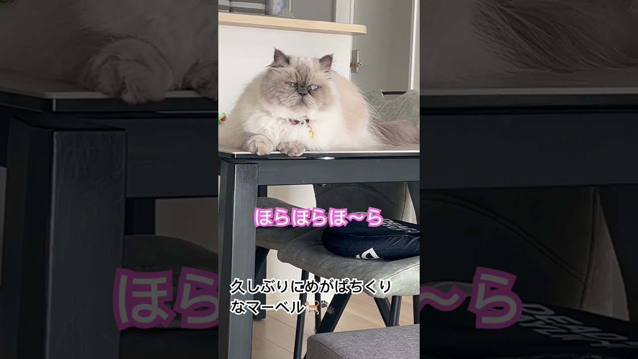 ちゃんと目が開いてるヒマラヤンのマーベル🐈🐾 #shorts #猫のいる暮らし #cat #猫好きさんと繋がりたい #ねことの暮らし