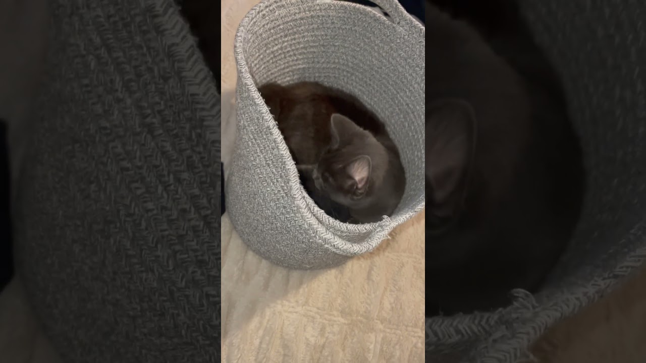 Cat with color changing eyes