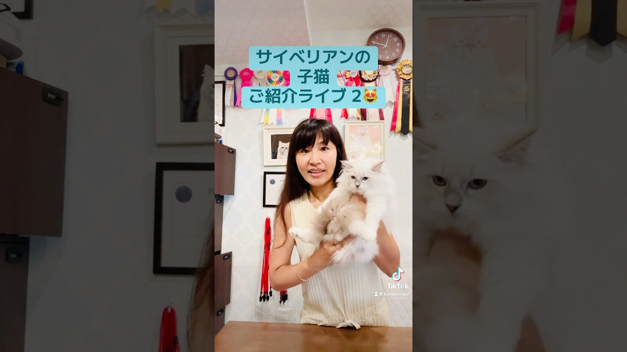 9/28 土曜日　11:00モカの#サイベリアン の#子猫 のご紹介ライブ2😻💎美人姉妹のジュリアーナちゃんとジョゼフィーヌちゃん初登場❣️人間大好きな子猫達がご家族様をお待ちしてます#ペット