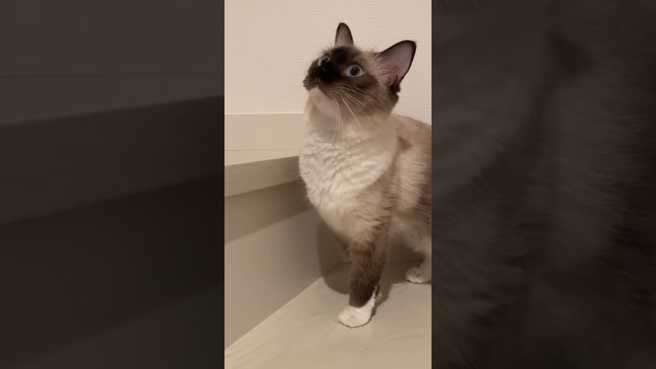 ラグドールの女の子 #rock #music #guitar #cat #ragdoll #猫 #ラグドール #cat #short #shortvideo