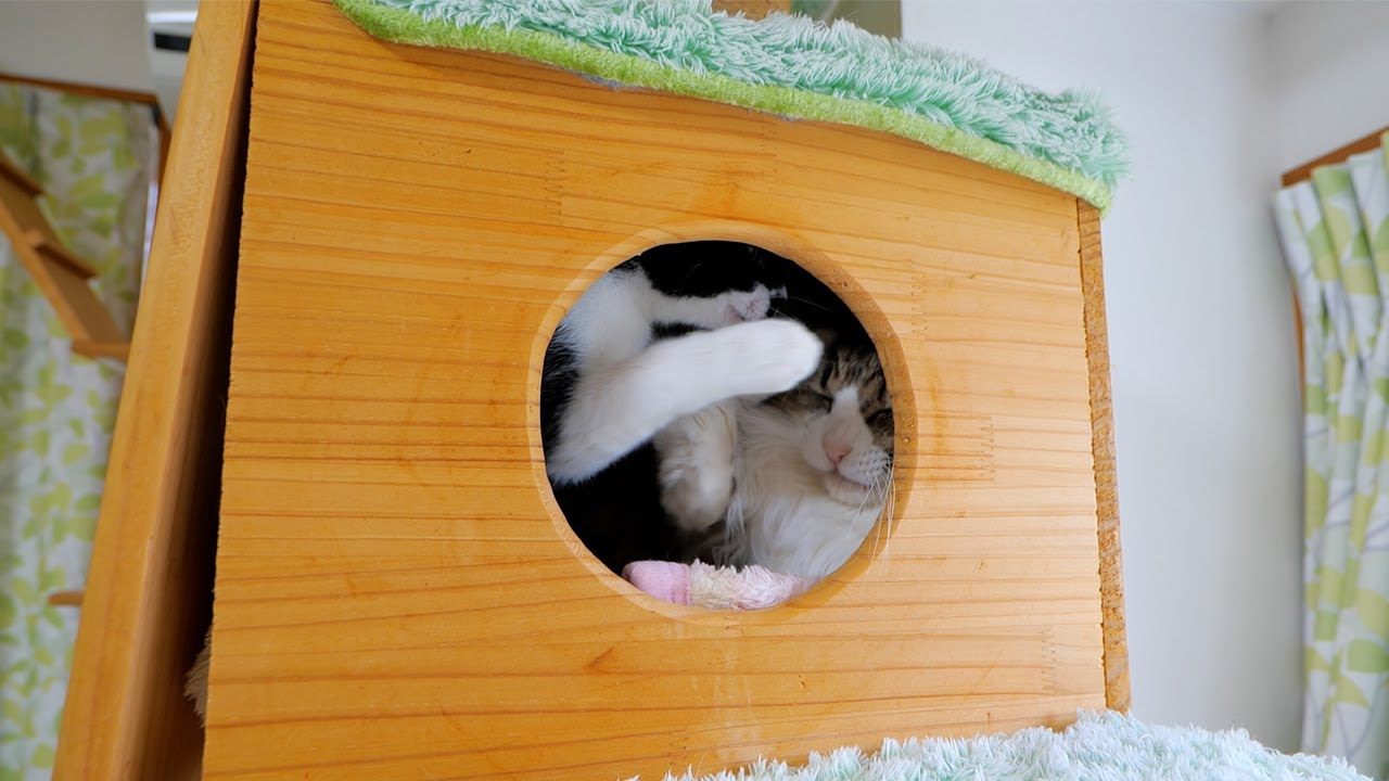 どっちが悪いのか良く分からん💦【仲良し子猫姉妹の成長記録】
