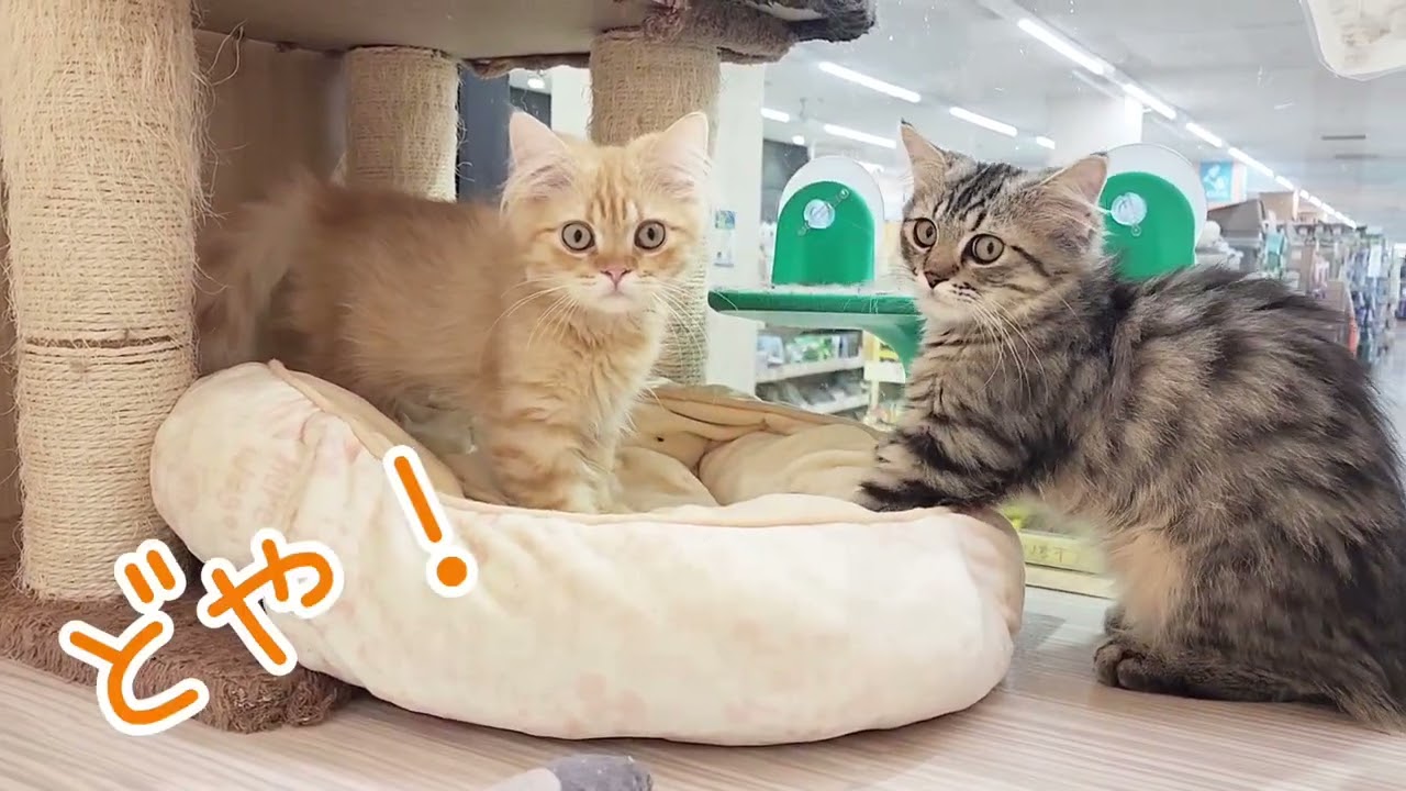 【スコティッシュフォールド兄弟】秘密基地作ろう！