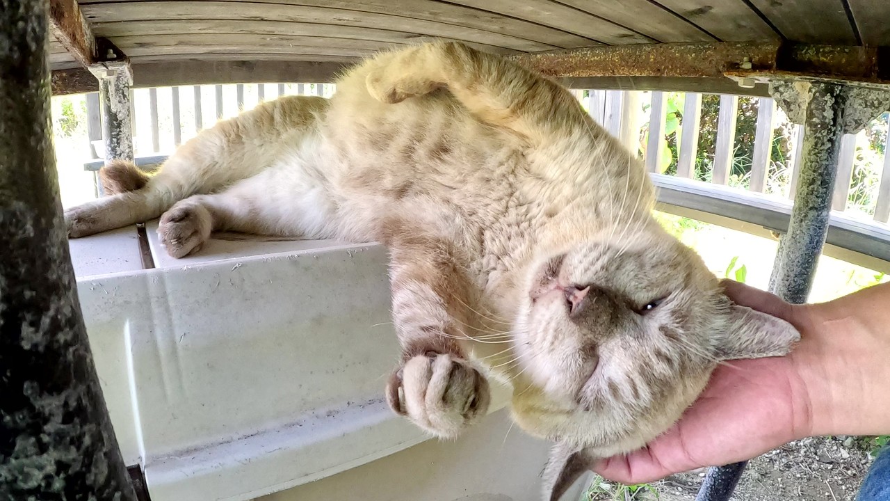 テーブルの下を覗いたら、おじいちゃんシャム猫がリラックスしていた