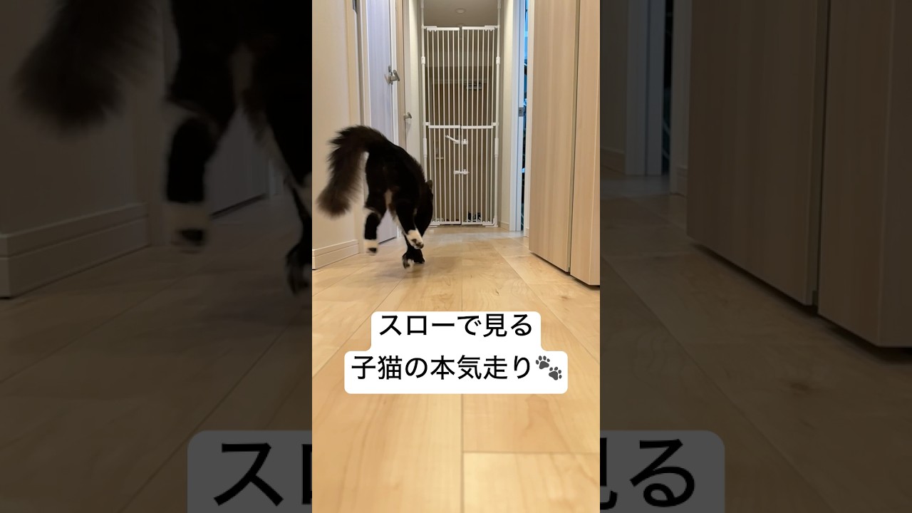 オモチャを追いかける子猫をスローで撮ってみたら走る姿が可愛すぎた🐾