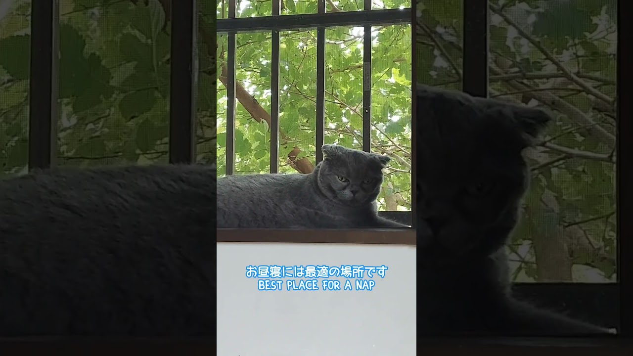 心地よい風 nice wind #スコティッシュフォールド #ねこ #ねこのいる生活 #猫 #ネコ #cat #cats #shorts #short
