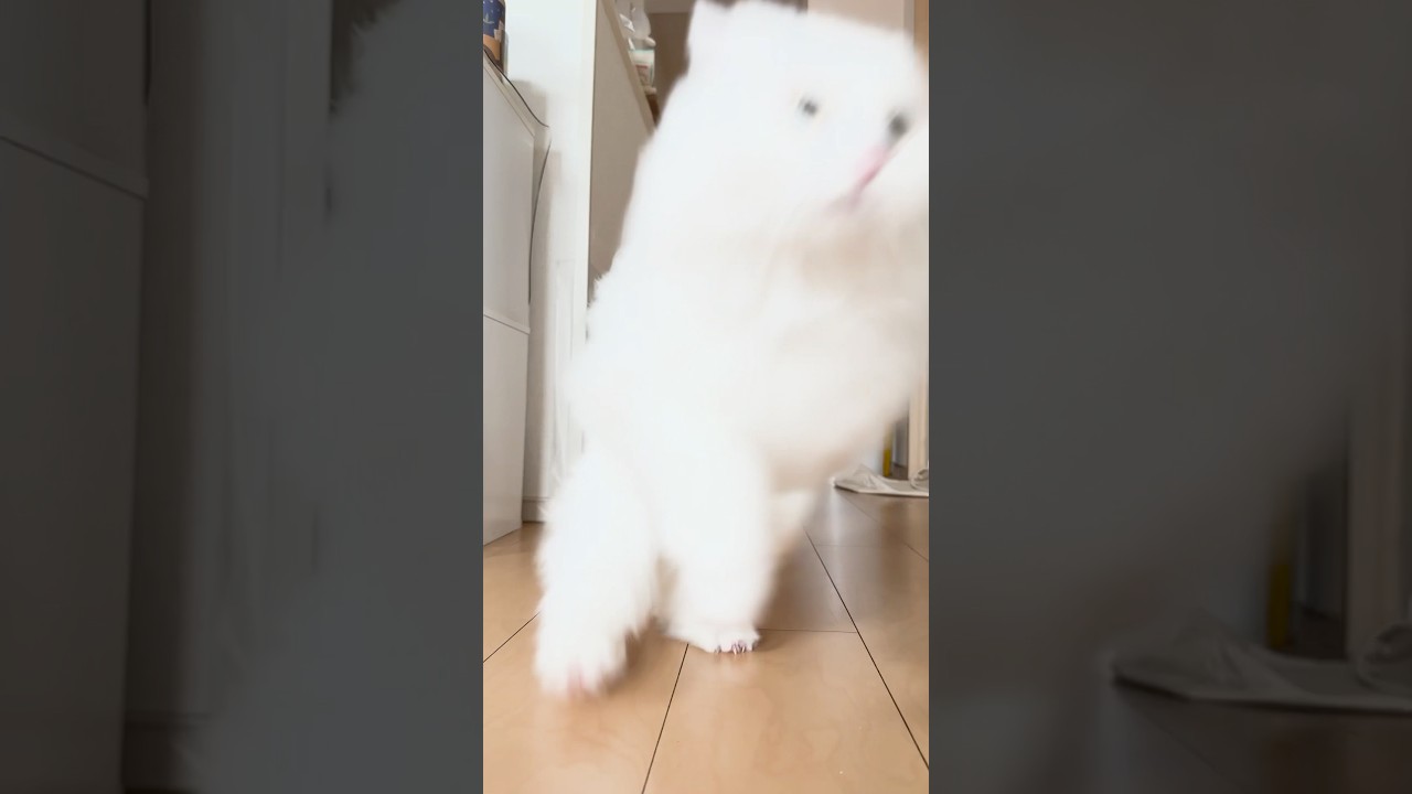 大暴れななちゃんラガマフィン白猫　つられて走る短足猫ポンちゃん　#shorts #マンチカン短足 #cat #ねこ #ラガマフィン