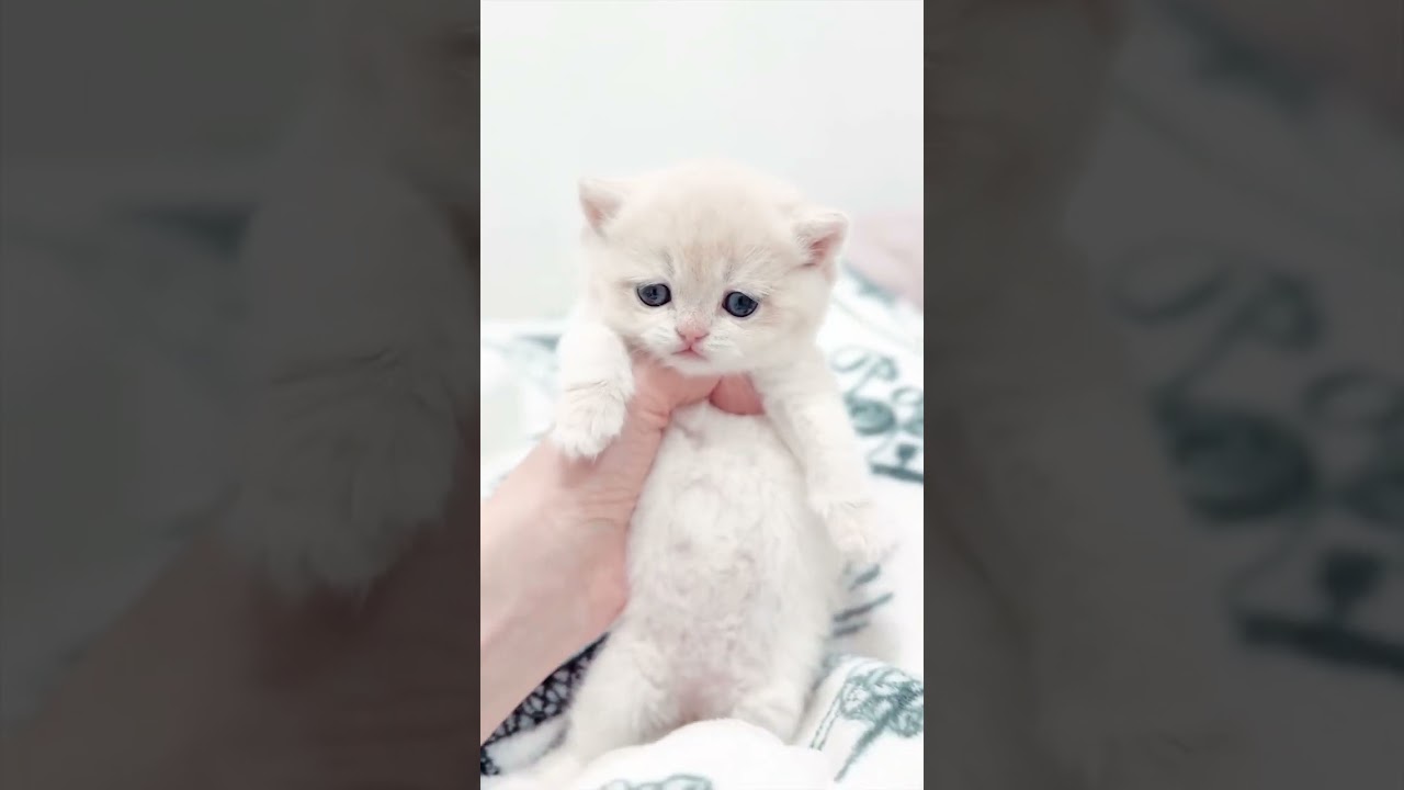 愛らしい子猫が心を癒す♥ 11
