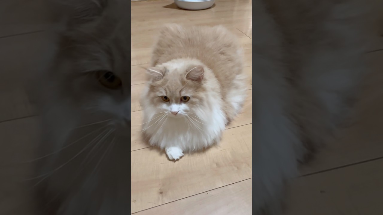美女のお誘い　もふもふサイベリアン　猫